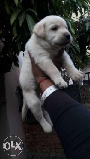 Labrador Puppy available REVA, S KENNEL