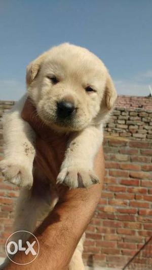 Labrador and pamerian pups for sale bred pure