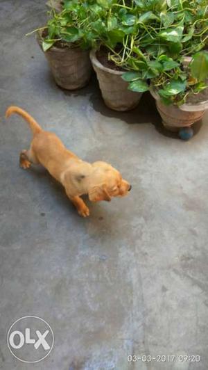 Labrador golden color