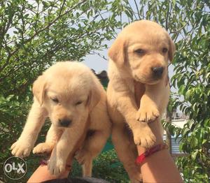 Labrador male  female  available