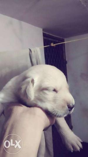 Labrador pup Off white color for  rs