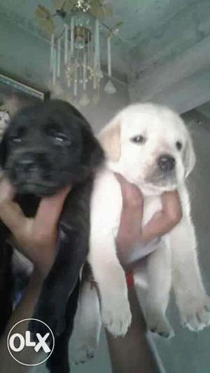 Labrador white and black color Puppie available