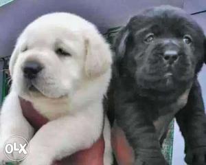 Labrador white color heavy and healthy pappies