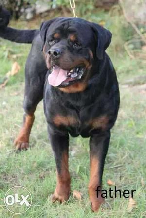 Large Black And Tan Rottweiler Dog