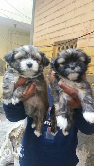 Lhasa apso familiar toypom Puppies available at