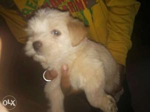 Lhasa apso puppys toy breed message me if ur