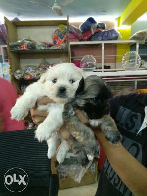 Lhasa puppies available with breed certificate