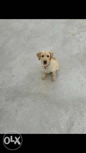 Littel Trained 3 months old Labrador retriever