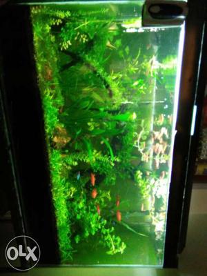 Live plants aquarium tank, m s stand, fishes with