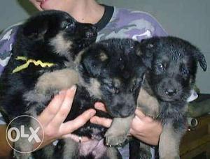 Mahogany And Black German Shepherd With Newborn Puppies