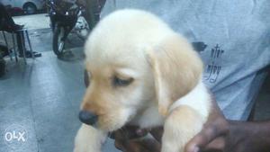 Male LAB age 32 days for sale