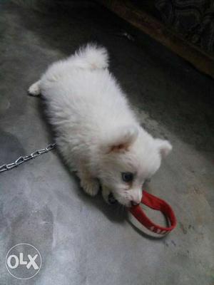Medium Coat White Puppy