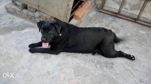 Medium Size Short Coat Black Dog
