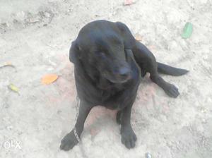 My 1year old female lab for sale or exchange with