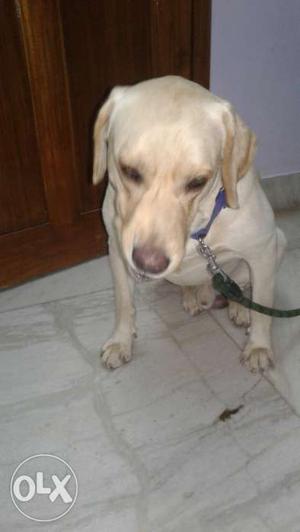 My male labrador 2years is for sale if interested