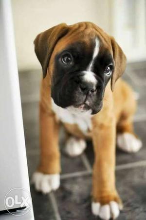 My one mnth old boxer puppy