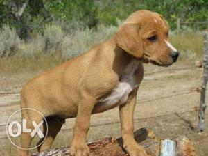 Need a cross puppy with white mark in chest