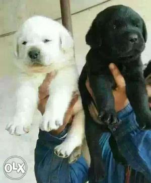 One Cream And One Black Labrador Retriever Puppies