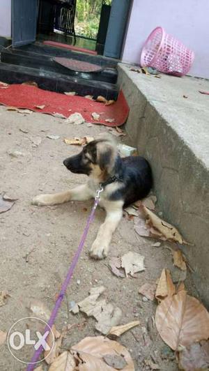 One German Shepherd PuppY 3 month old... 60 days Vaccination