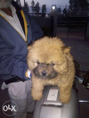 One male chow chow with paper