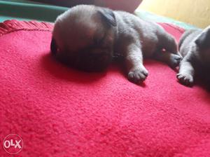 One month old pug puppies for sell.very good