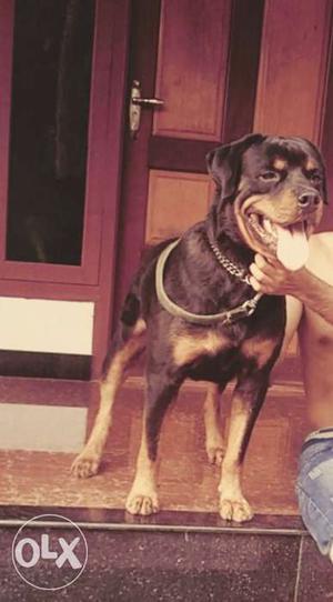 One year old rott certificate & microchip
