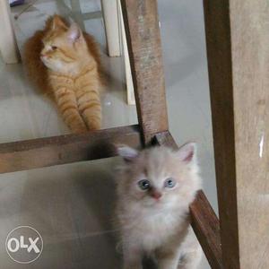 Orange Tabby Cat And Gray Fur Kitten