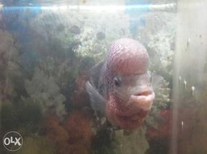 Orange and kamfa Flowerhorn