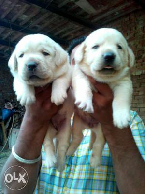 Original pic n original quality Labrador litter is ready