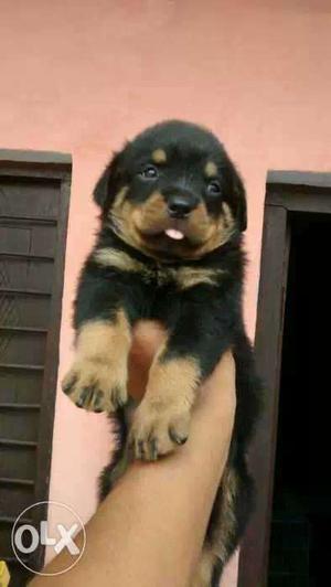 Origional pic Show quality Rottweiler puppy avilable for
