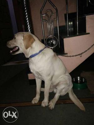 Orignal breed male lebradore dog avelable age 10 month