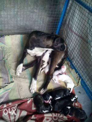 Pak bully for sale puppies Male -4 Rs only