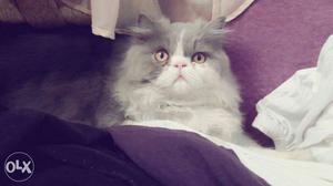 Persian Cat Pure Line Pure Punch 10 Month