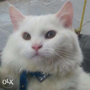 Persian cat white doll face fem. 8mnts.Brown sold out..only
