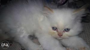 Persian cats for sale contact