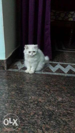 Persian kitten 3 months old semi puch