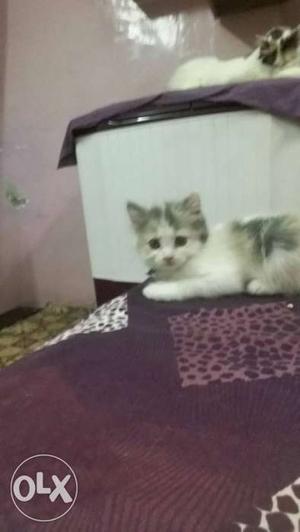 Persian kitten one month old (female)