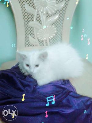 Persian kitten triple fur coting pure 2 month old