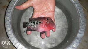 Pink And Black Flowerhorn