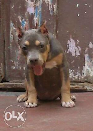 Pit bull Puppies for sale in good price
