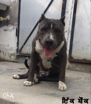 Pitbul male blue colour sell 10month or exchange iphone 7