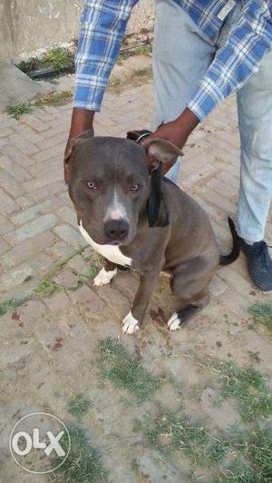 Pitbull Very good quality 7 month old