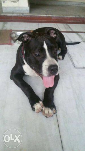 Pitbull available for meet
