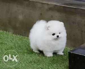 Pomeranian For Sell At Best Price Shine Kennel