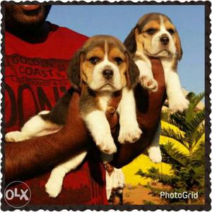 Premium quality Beagle puppies male at 