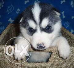 Princy kennel;-husky puppies is gud features