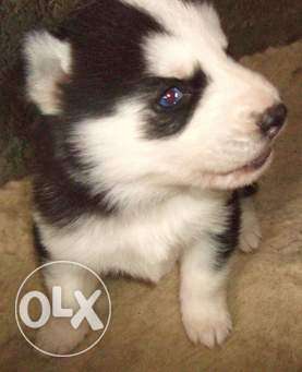 Princy kennel;-husky puppy osm qualities available