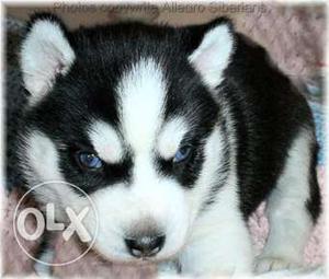 Princy kennel;-husky puppy pure black and white clr