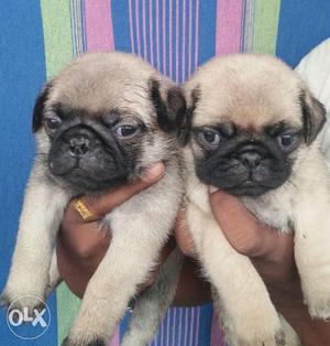 Pug heavy bone male and female puppy available