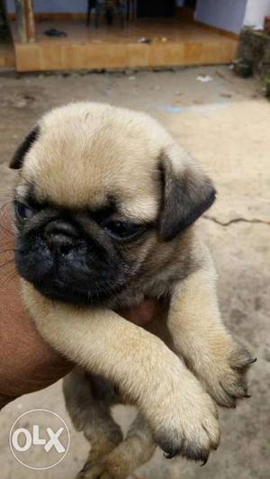 Pug male Puppie good quality 40 days For Sale